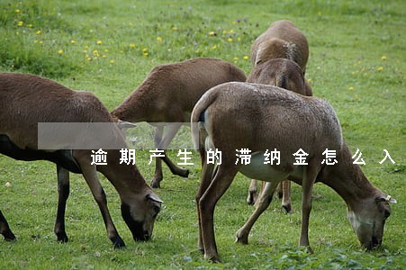 逾期产生的滞纳金怎么入账 逾期产生的滞纳金怎么入账