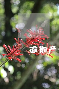 逾期产生的罚息可以不用还吗 逾期产生的罚息可以不用还吗