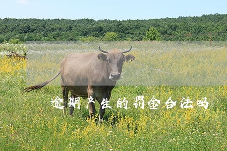逾期产生的罚金合法吗 逾期产生的罚金合法吗