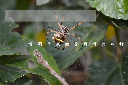 逾期产生的费用叫什么科目
