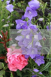 逾期人员可以申请失业补助金吗 逾期人员可以申请失业补助金吗