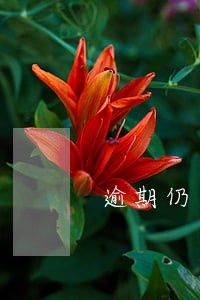 逾期仍不办理申报