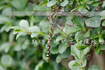 逾期仍不缴纳工伤保险的