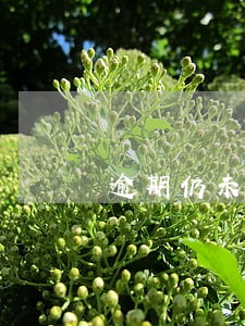 逾期仍未申报 逾期仍未申报