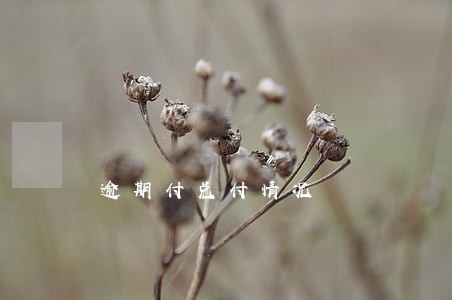 逾期付兑付情况 逾期付兑付情况