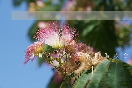 逾期付息能否解除借款合同