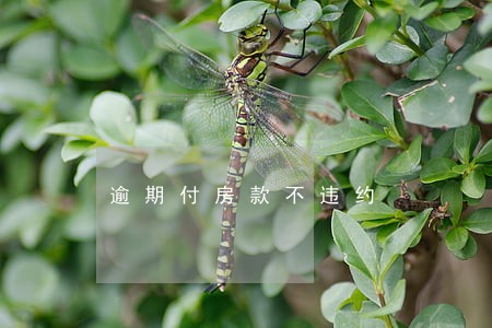 逾期付房款不违约 逾期付房款不违约