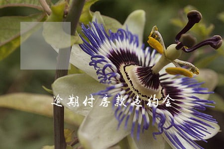 逾期付房款违约金 逾期付房款违约金