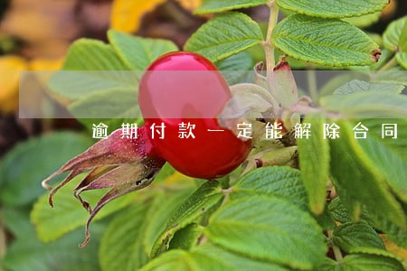 逾期付款一定能解除合同 逾期付款一定能解除合同