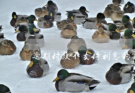 逾期付款不支付利息的案列