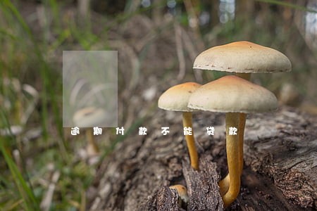 逾期付款不能贷款 逾期付款不能贷款