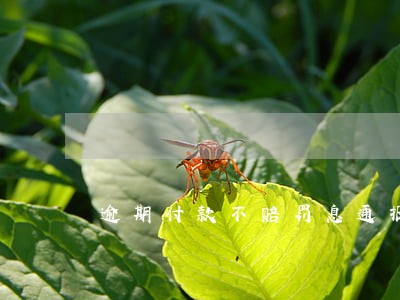 逾期付款不赔罚息通报怎么写 逾期付款不赔罚息通报怎么写
