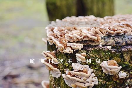 逾期付款主张利息