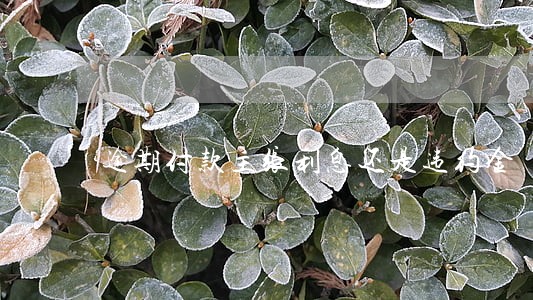 逾期付款主张利息还是违约金 逾期付款主张利息还是违约金