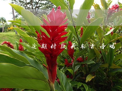 逾期付款买车靠谱吗 逾期付款买车靠谱吗