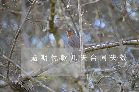 逾期付款几天合同失效 逾期付款几天合同失效