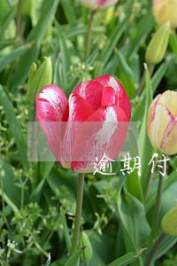 逾期付款判决 逾期付款判决