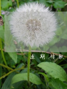 逾期付款利息不支持案例 逾期付款利息不支持案例