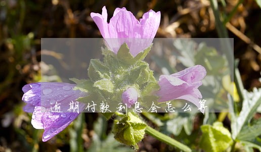 逾期付款利息会怎么算