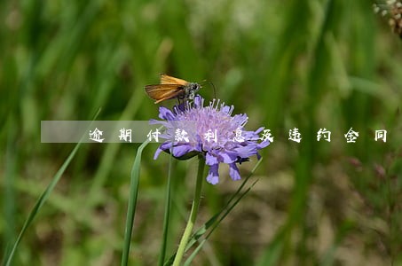 逾期付款利息及违约金同时主张