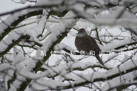 逾期付款利息和逾期违约金 逾期付款利息和逾期违约金