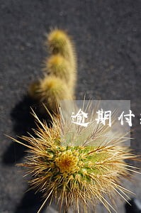 逾期付款利息属于违约金吗 逾期付款利息属于违约金吗