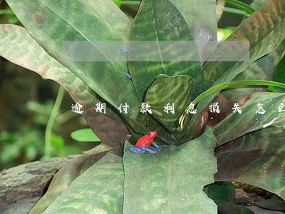 逾期付款利息损失怎么计算 逾期付款利息损失怎么计算