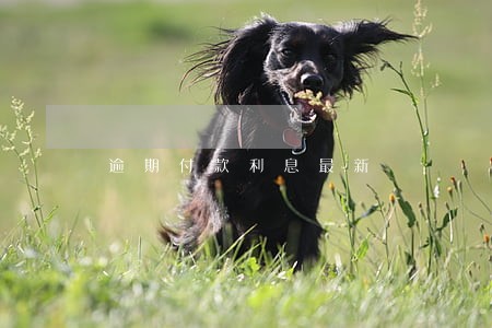 逾期付款利息最新 逾期付款利息最新