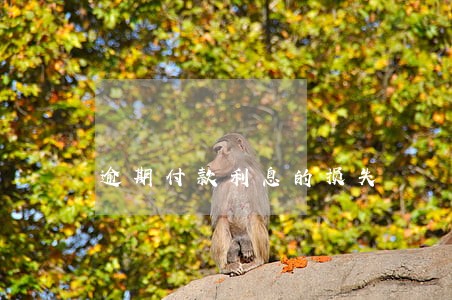 逾期付款利息的损失 逾期付款利息的损失