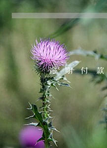 逾期付款利息算违约金吗 逾期付款利息算违约金吗