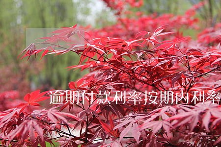 逾期付款利率按期内利率计算 逾期付款利率按期内利率计算