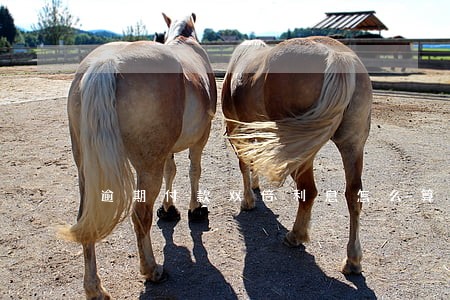 逾期付款双倍利息怎么算 逾期付款双倍利息怎么算