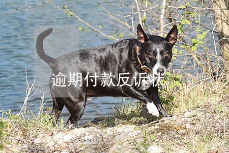 逾期付款反诉状 逾期付款反诉状