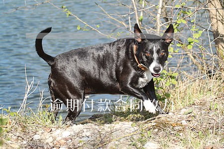 逾期付款合同效力 逾期付款合同效力