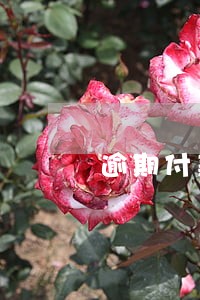 逾期付款合同解除 逾期付款合同解除