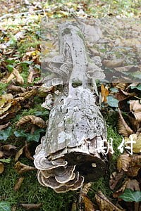 逾期付款含义 逾期付款含义