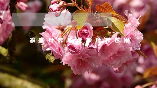 逾期付款和延期付款区别 逾期付款和延期付款区别