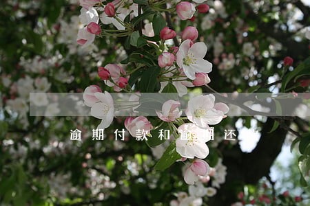 逾期付款和逾期还款 逾期付款和逾期还款