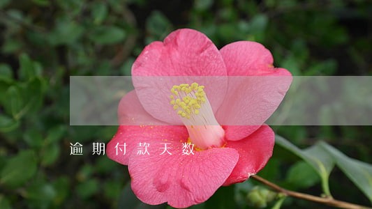 逾期付款天数 逾期付款天数