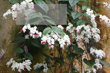 逾期付款对方消失解除合同 逾期付款对方消失解除合同
