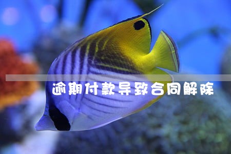 逾期付款导致合同解除 逾期付款导致合同解除