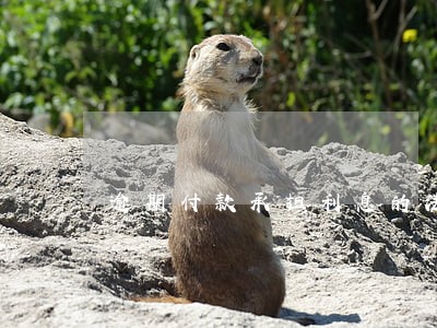 逾期付款承担利息的法律规定 逾期付款承担利息的法律规定