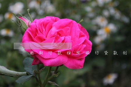 逾期付款按照银行贷款利息 逾期付款按照银行贷款利息