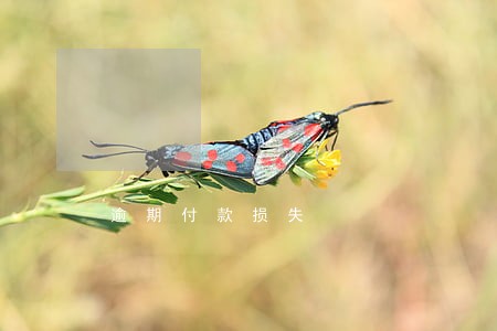逾期付款损失 逾期付款损失