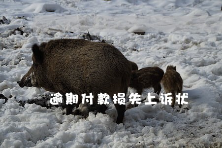 逾期付款损失上诉状 逾期付款损失上诉状