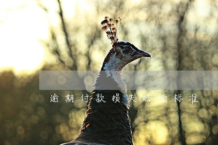 逾期付款损失赔偿标准
