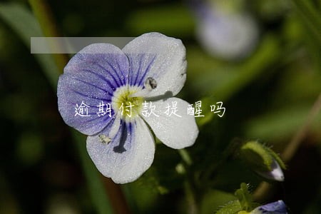 逾期付款提醒吗 逾期付款提醒吗