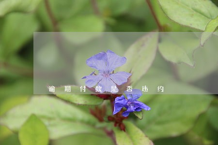 逾期付款是否违约 逾期付款是否违约