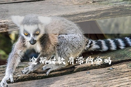 逾期付款有滞纳金吗 逾期付款有滞纳金吗