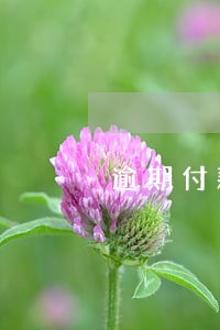 逾期付款未约定赔偿 逾期付款未约定赔偿